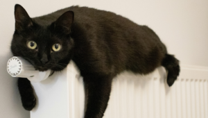 Katze auf einer Heizung. Bild von Andrey Volk auf Unsplash