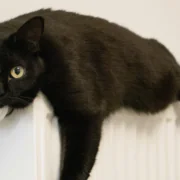 Katze auf einer Heizung. Bild von Andrey Volk auf Unsplash