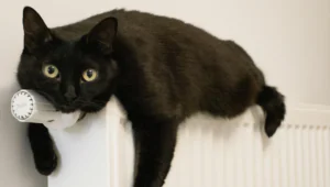 Katze auf einer Heizung. Bild von Andrey Volk auf Unsplash