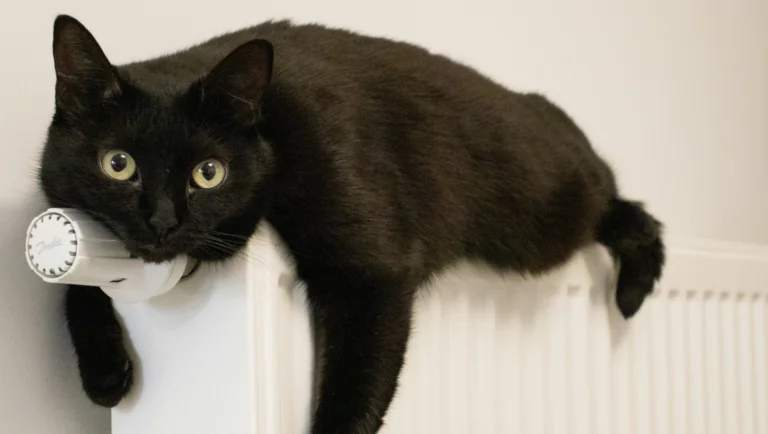 Katze auf einer Heizung. Bild von Andrey Volk auf Unsplash